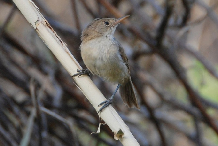St. Helena to Cape Verde - gallery 2