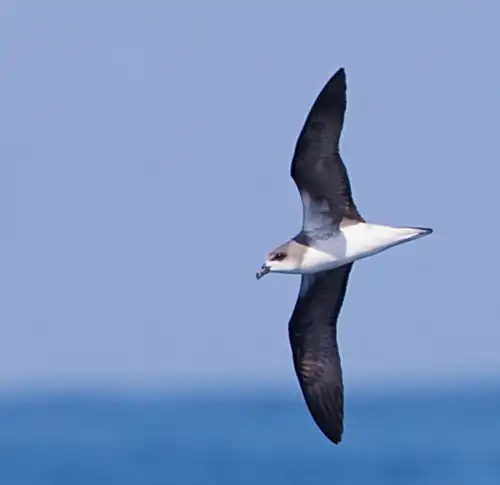 St. Helena to Cape Verde - gallery 1